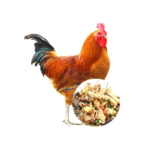 新鲜土公鸡